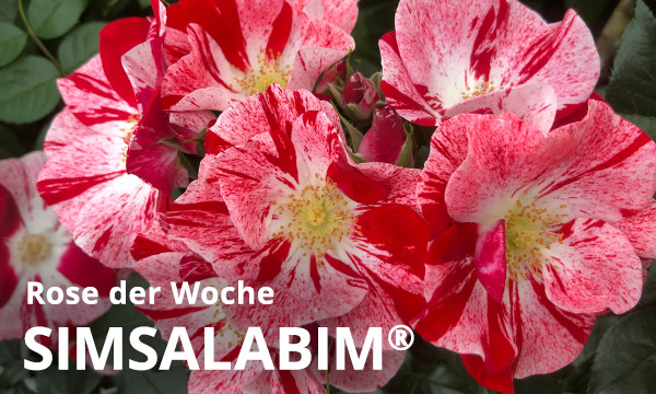 Simsalabim