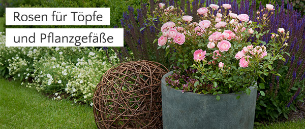 Rosen für Töpfe und Pflanzgefässe