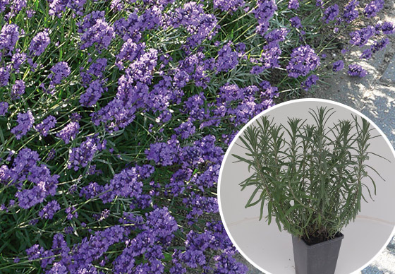  Lavendel Dwarf Blue