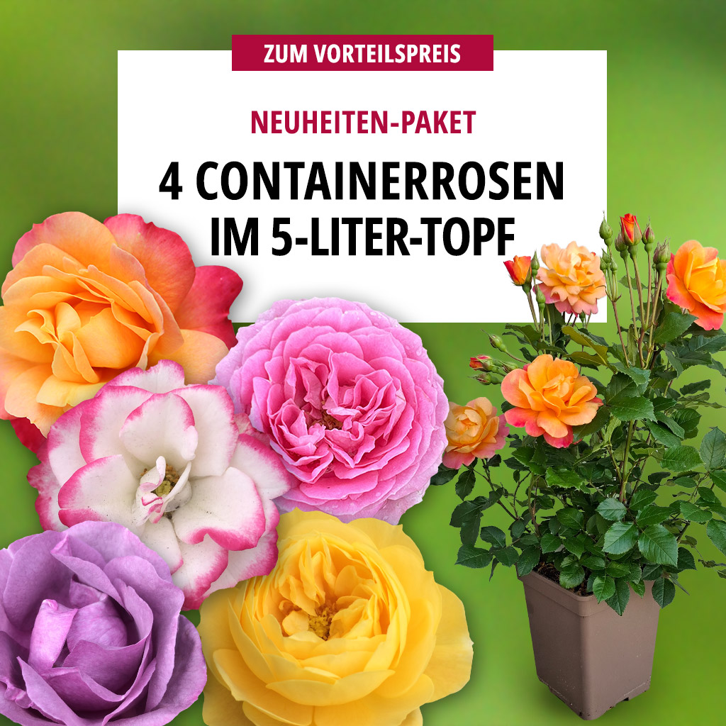 4er-Set Gartenrosenneuheiten