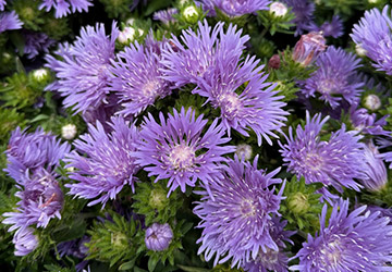 Kornblumenaster Kornblumenaster