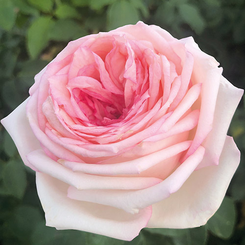 Meine Rose