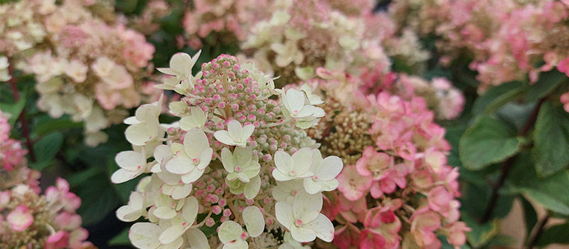 Rispenhortensie Bee Happy®