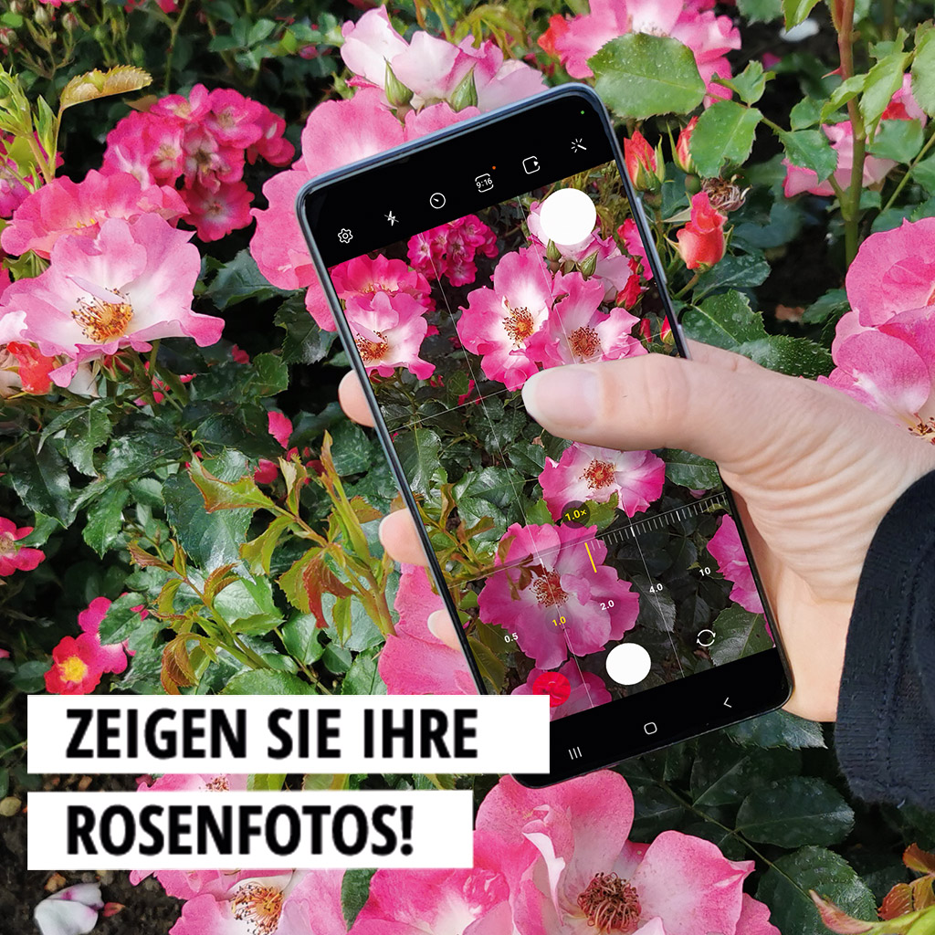 Rosenfotos