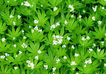 Waldmeister