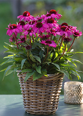 Scheinsonnenhut SunMagic Vintage Hot Pink® Scheinsonnenhut SunMagic Vintage Hot Pink®