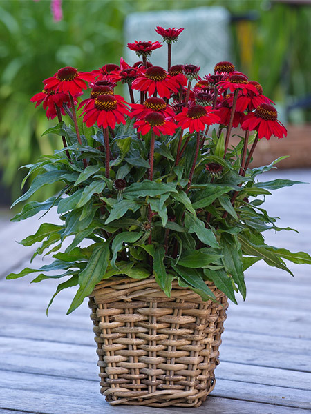 Scheinsonnenhut SunMagic Vintage Hot Red®