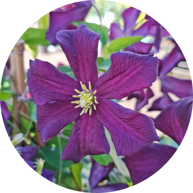  Clematis Romantika