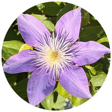 Clematis Crystal Fountain