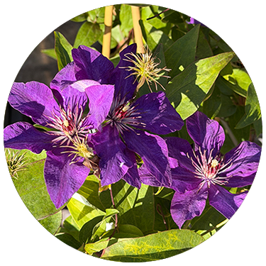  Clematis The President