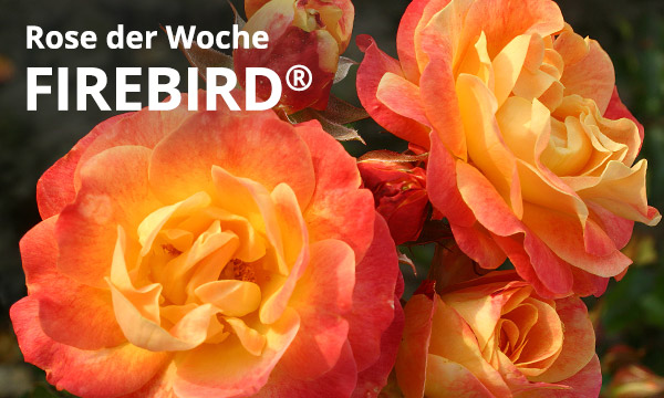 Firebird® 