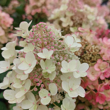 Rispenhortensie Bee Happy