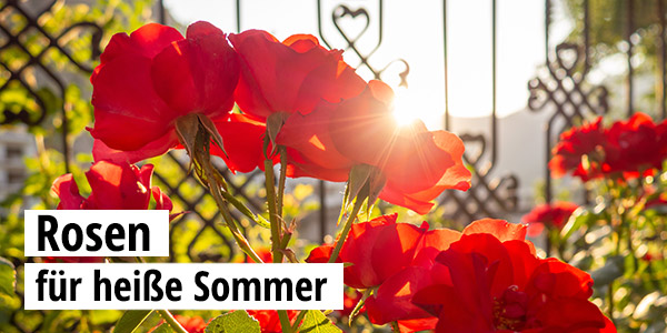 Rosen für heiße Sommer 