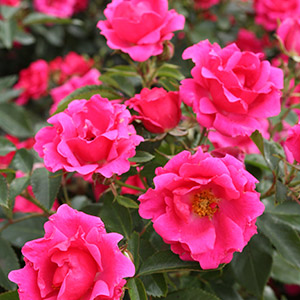 Gartenfreund®