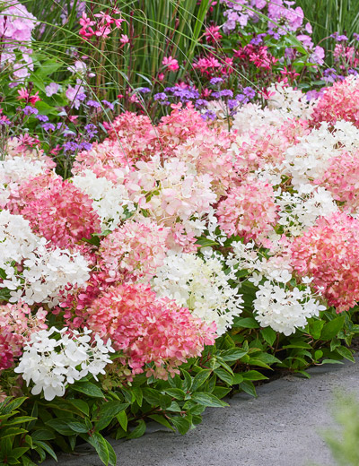 Bodendecker-Rispen­hortensie Ground­breaker® Blush