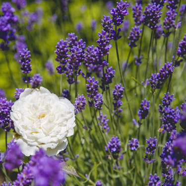 Lavendel Dwarf Blue