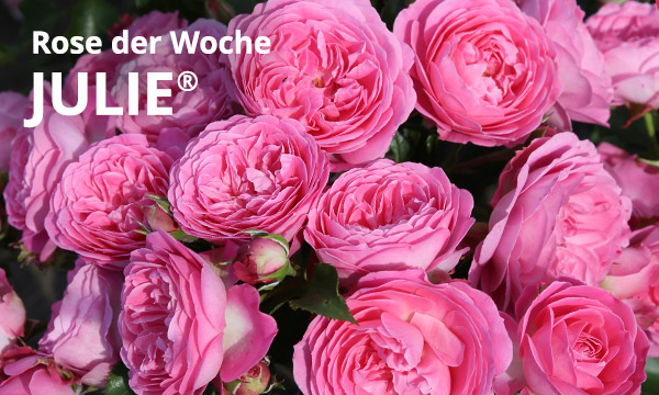 Julie®