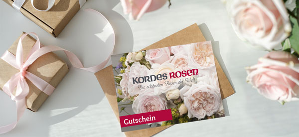 Kordes Gutschein