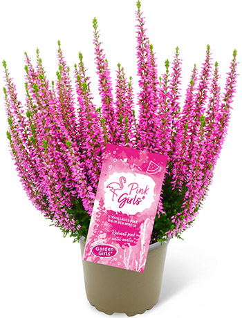 Heide Pink Girls® 