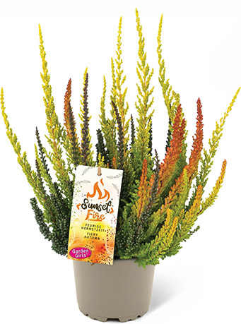 Heide Sunset-Fire® 