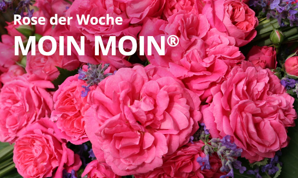 Moin Moin®