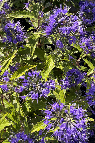 Bartblume First Blue Bartblume First Blue