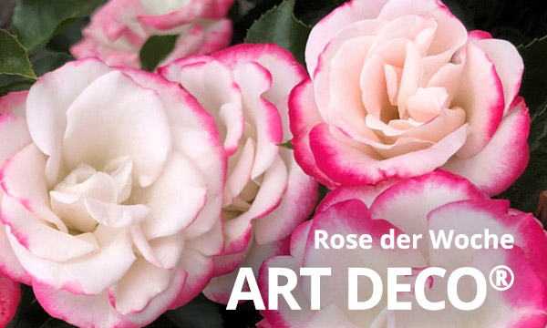 Art Deco®