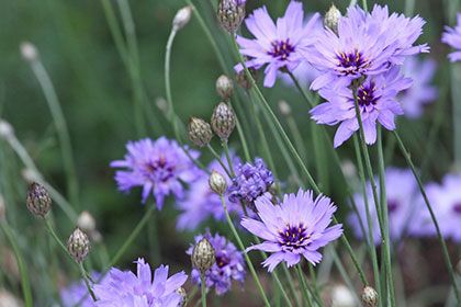 Blaublühende Rasselblume