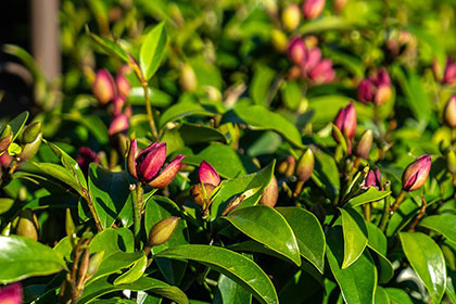 Heckenmagnolie Hedgetag