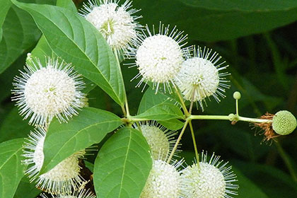 Knopfbusch