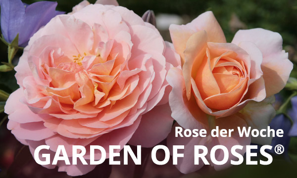 &nbsp;Garden of Roses®&nbsp;