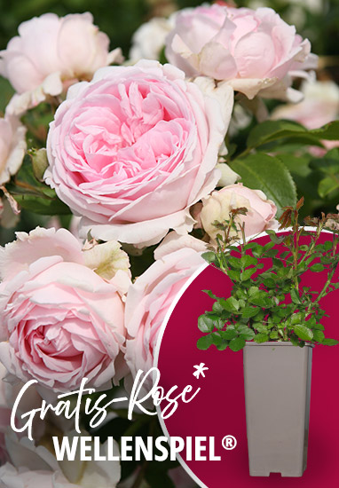 Strauchrose Wellenspiel® gratis!