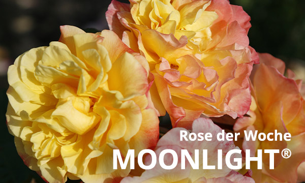 Moonlight®