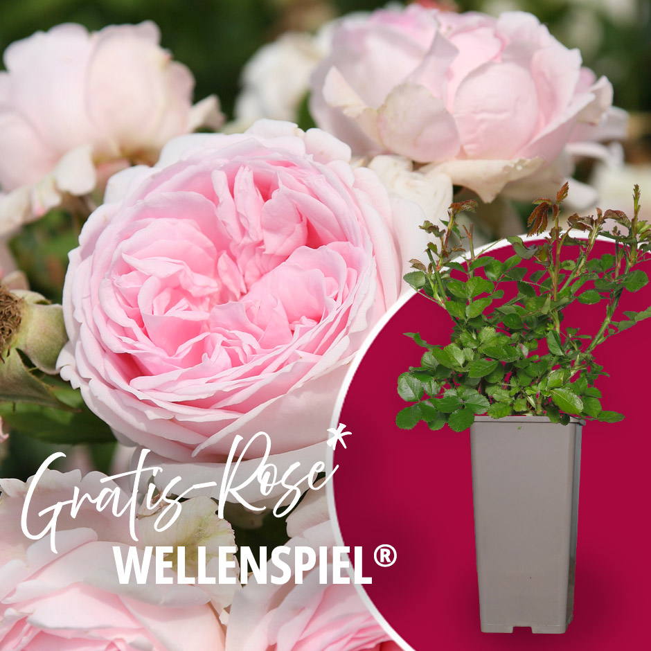 Gratis-Rose Wellenspiel®