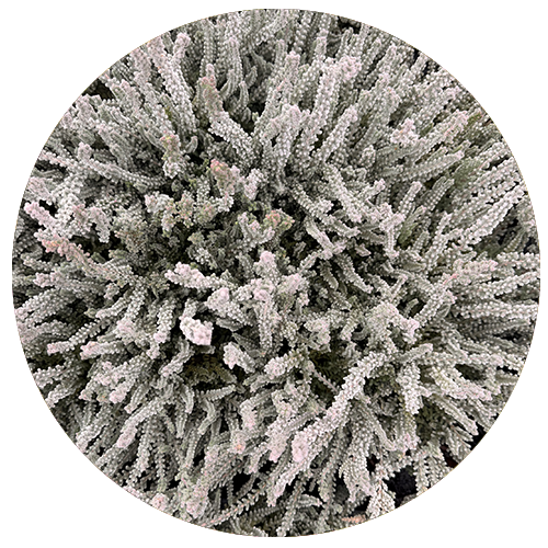 Heide Gardengirls® Fluffy®