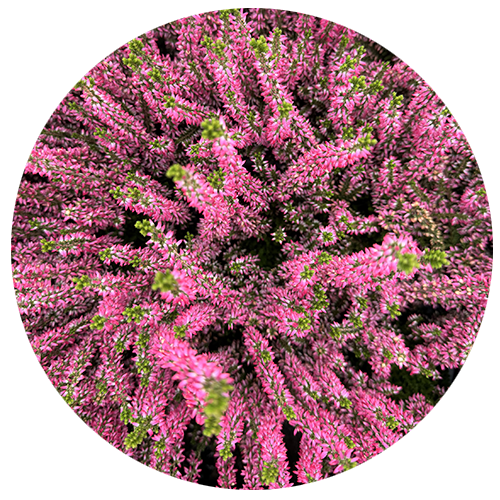 Heide Gardengirls® Pink Girls®