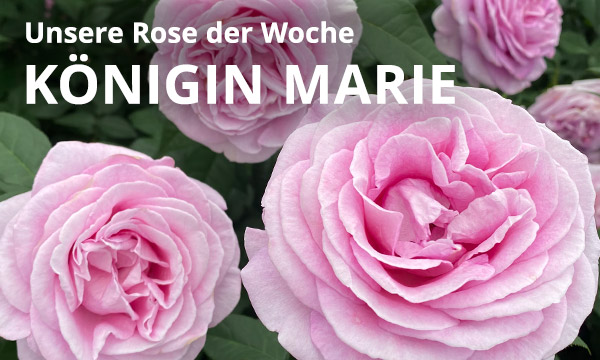 Königin Marie