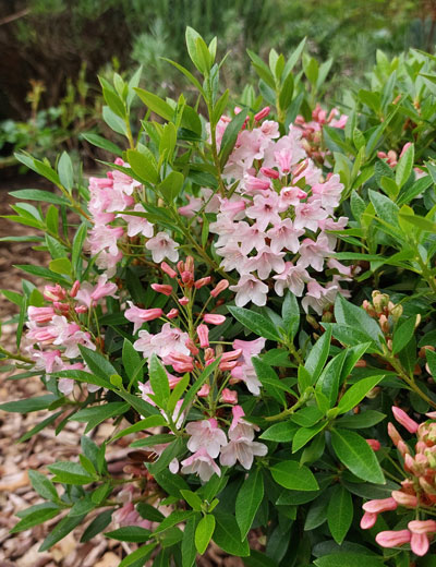 Bloombux® pink