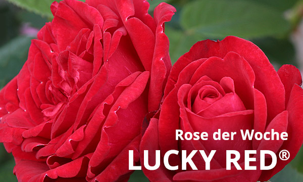  Lucky Red® 