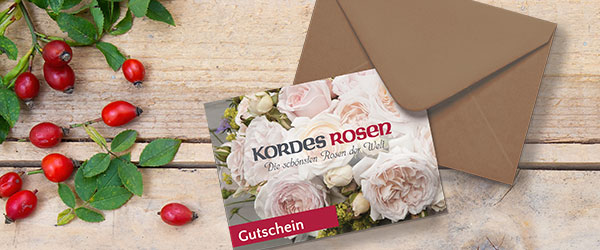 Kordes Gutschein