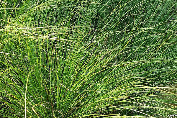 Carex Phoenix Green