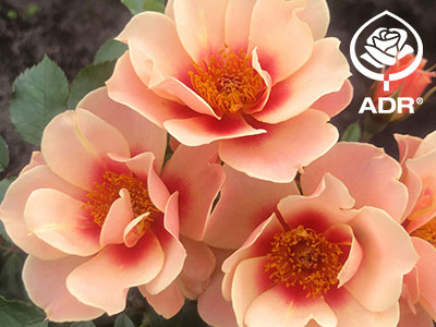 ADR-Rose SEE YOU® in apricot